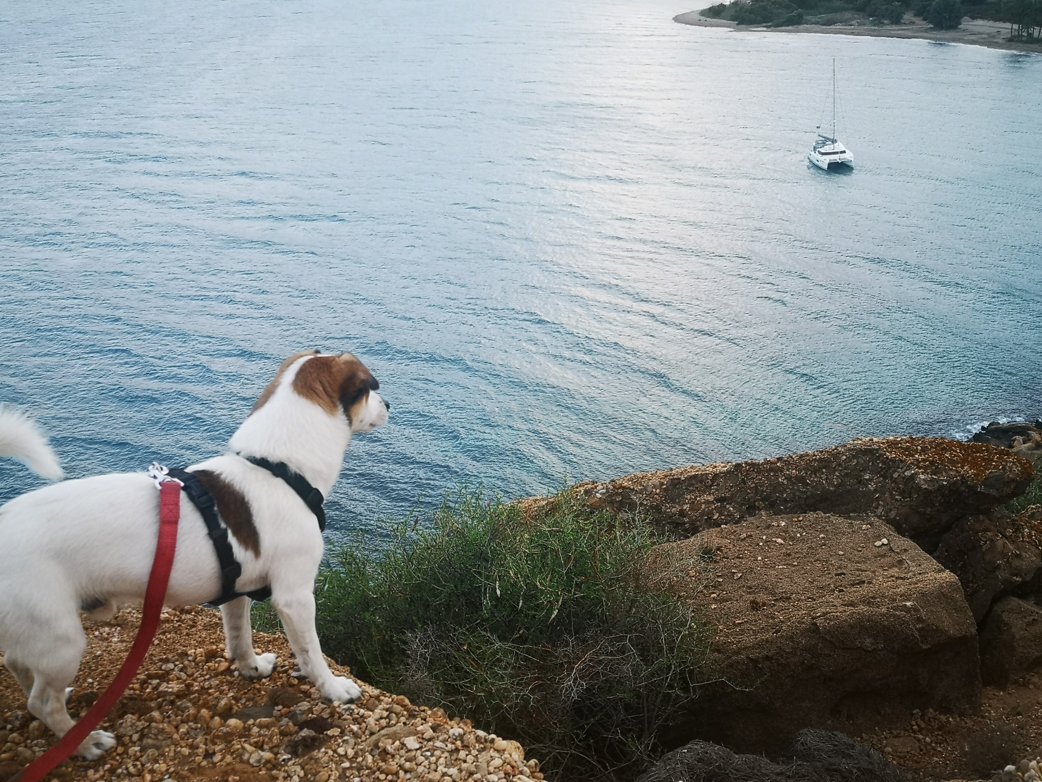 Tyson sitzt auf einem Felsen und schaut aufs Meer