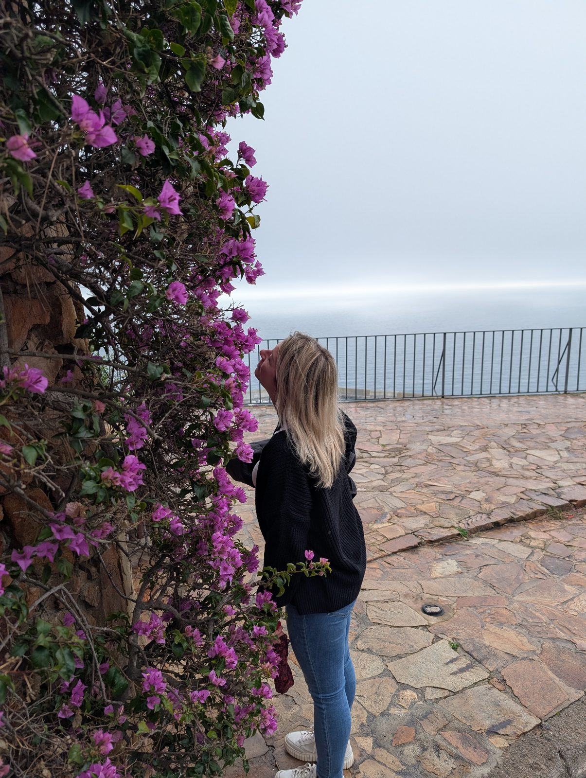 Blühende pinke Bougainvillea an einer Mauer oberhalb von Blanes im Februar
