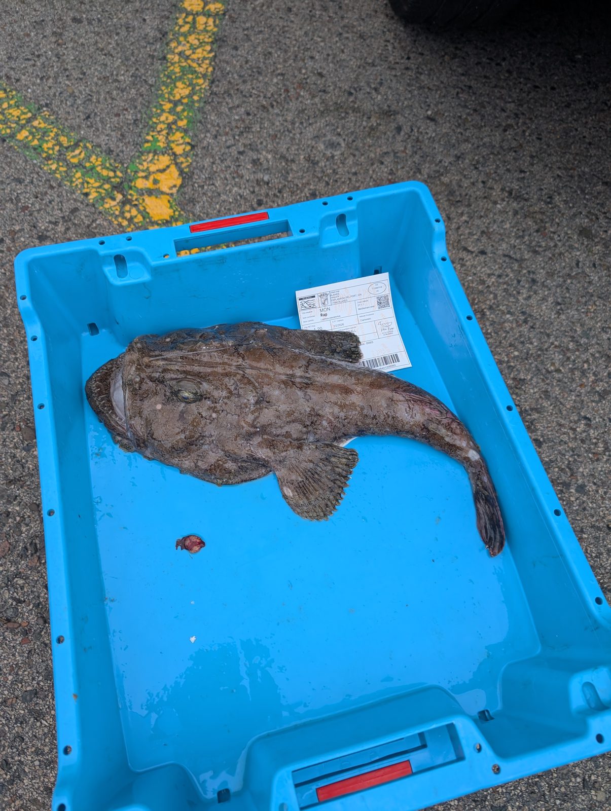 Einzelner Seeteufel in einer blauen Fischkiste auf dem Asphalt am Hafen von Blanes