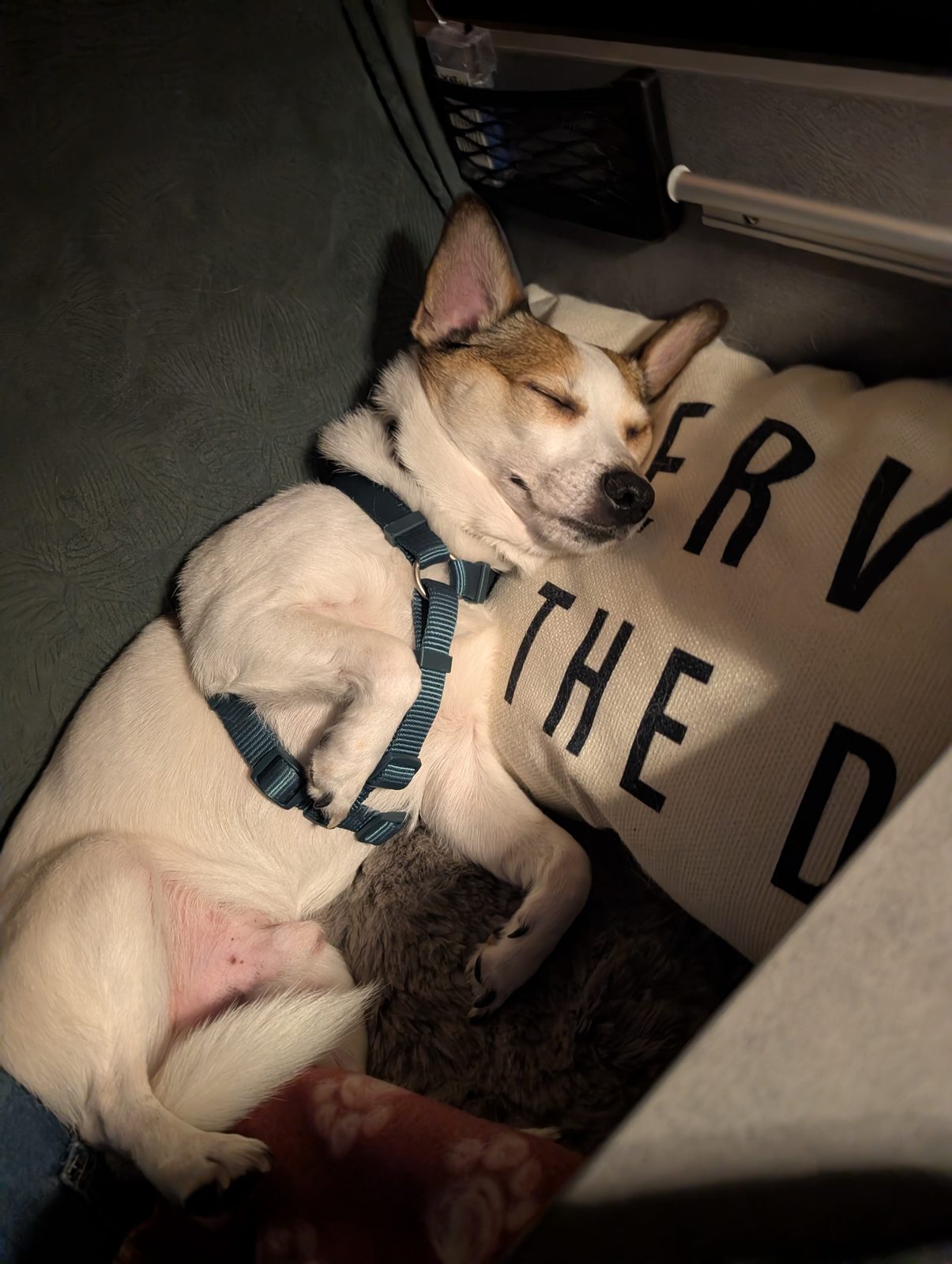 Jack Russell Tyson schläft am Abend auf einem Kissen im Kastenwagen