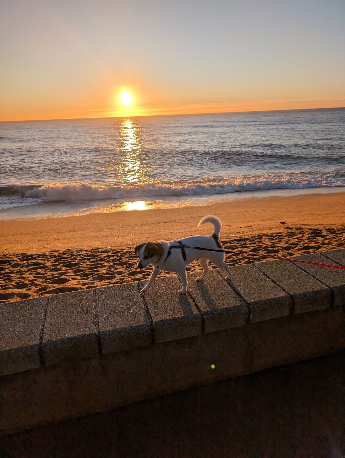 Jack Russell Tyson läuft auf der Strandmauer von Blanes vor der über dem Meer aufgehenden Sonne