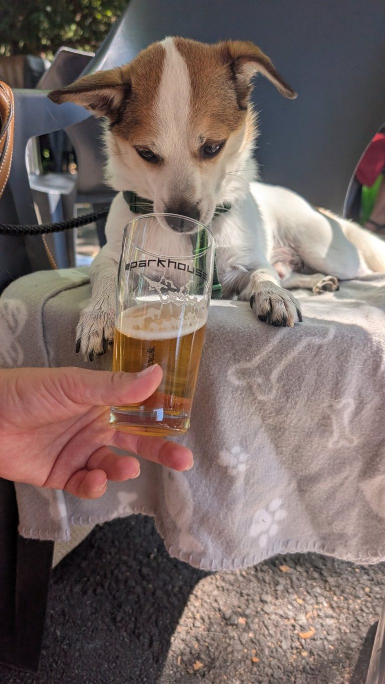 Tyson schnuppert im Biergarten neugierig an einem Glas Bier