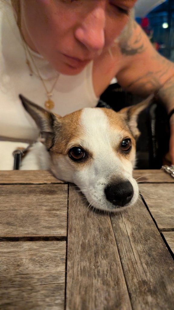 Tyson legt den Kopf müde auf den Holztisch