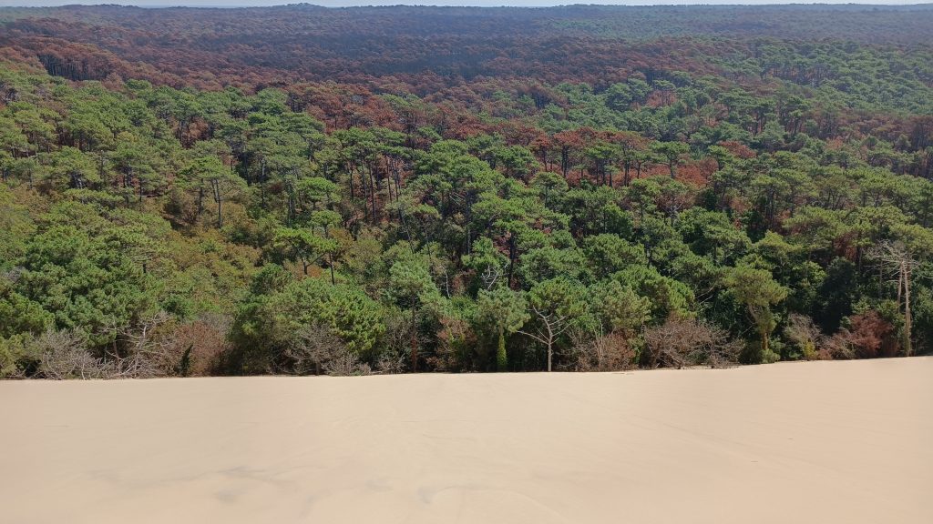 Blick vom Dünenkamm auf den Kiefernwald der Landes