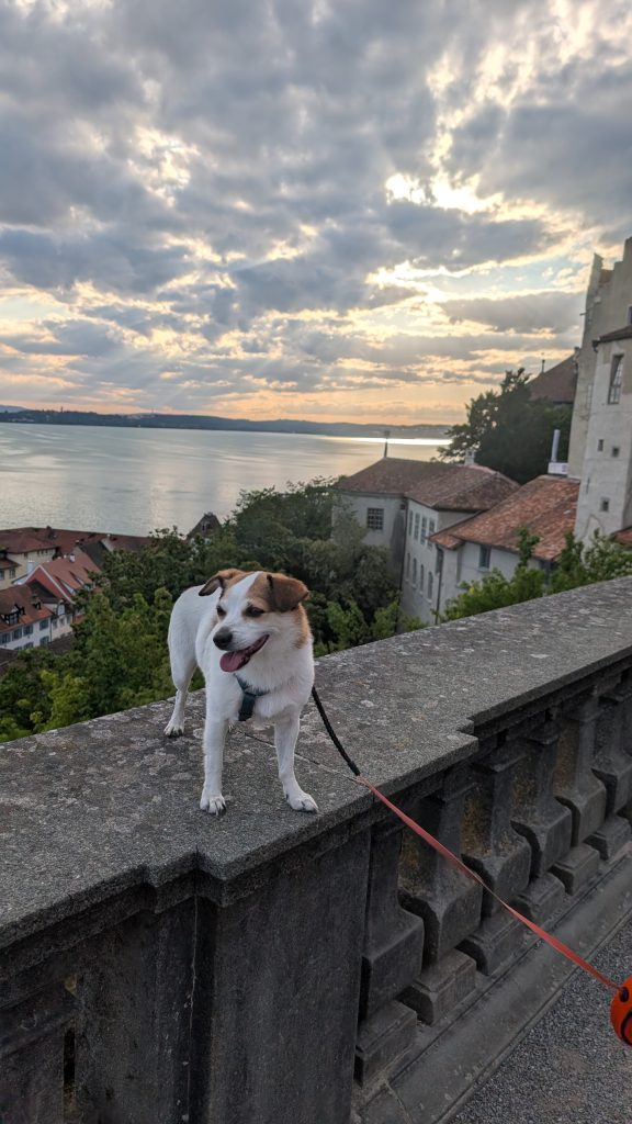Tyson auf der Aussichtsterrasse der Burg Meersburg mit Blick auf Altstadt und Bodensee bei Sonnenuntergang