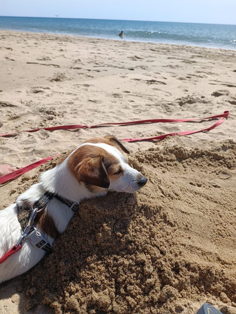 Jack Russell Tyson schläft im Sand am Strand von Isla Cristina, die rote Leine liegt daneben