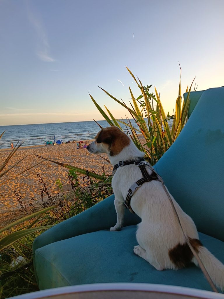 Jack Russell Tyson sitzt auf einer türkisen Liege in der Strandbar und schaut aufs Meer