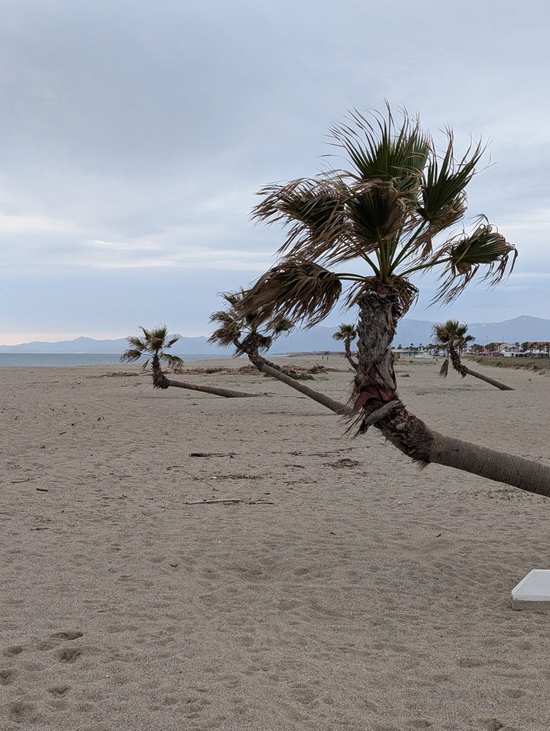 Vom Wind schief gewachsene Palme am leeren Strand von Le Barcarès im Winter