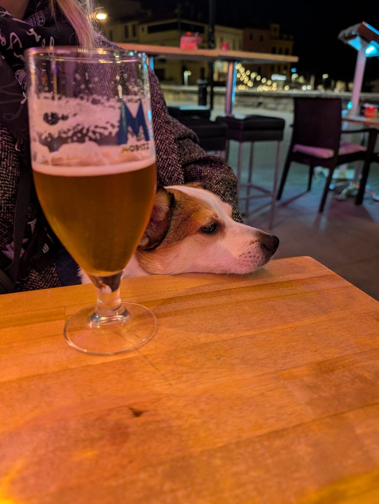 Jack Russell Tyson neben einem Glas Bier in einer Bar in Palamós