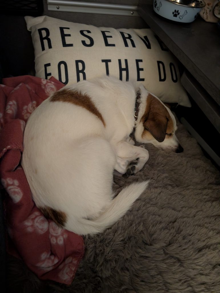 Jack Russell Tyson schläft im Camper auf einem Kissen mit der Aufschrift Reserved for the dog