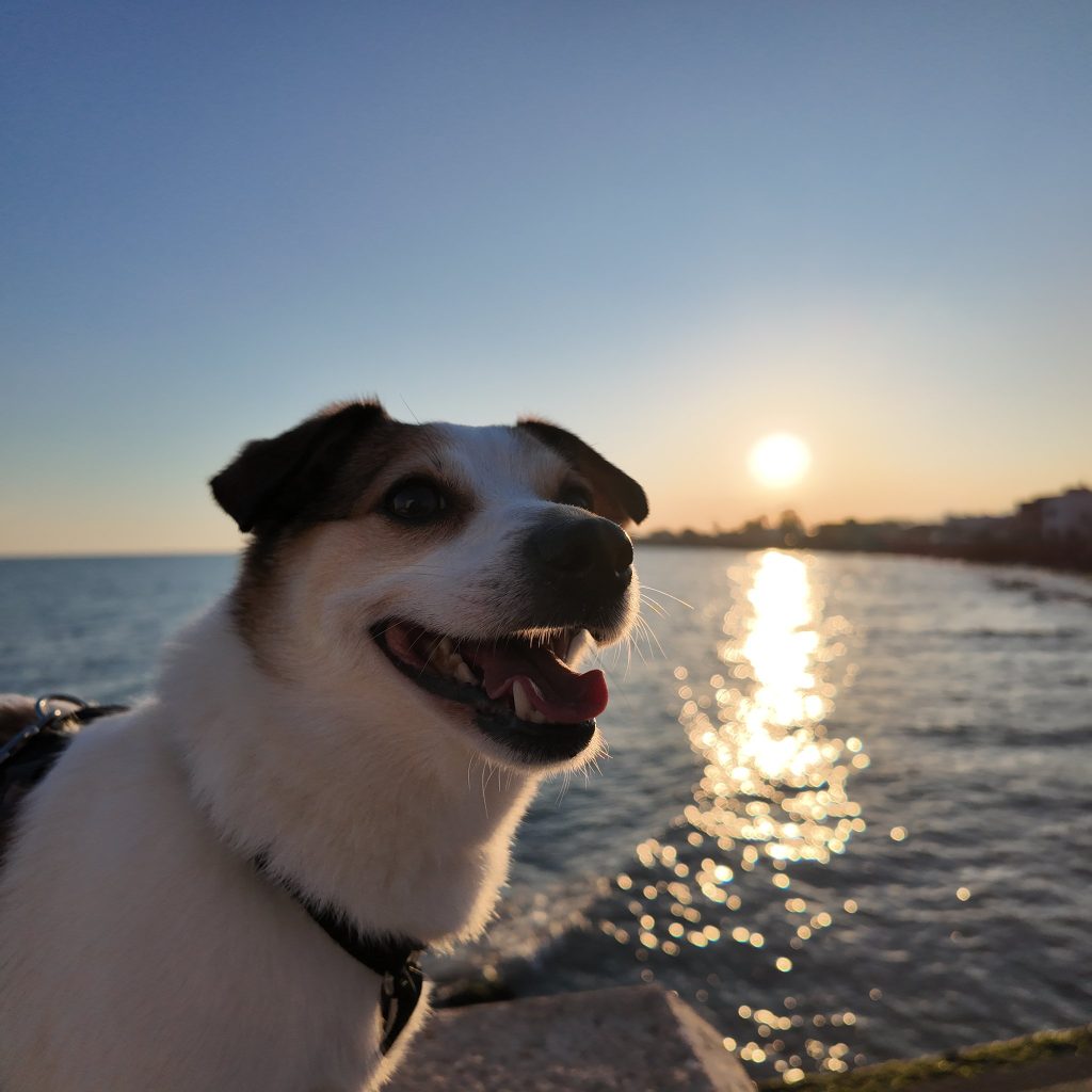 Tyson vor der untergehenden Sonne am Meer in Borriana
