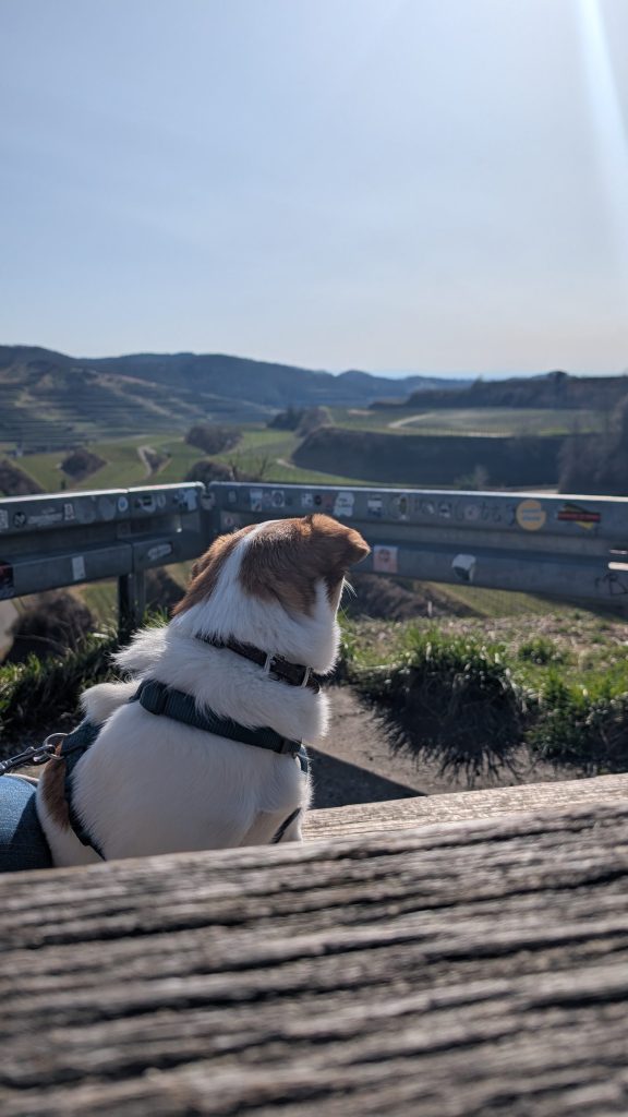 Jack Russell Tyson sitzt auf einer Bank und schaut über die Weinberge des Kaiserstuhls