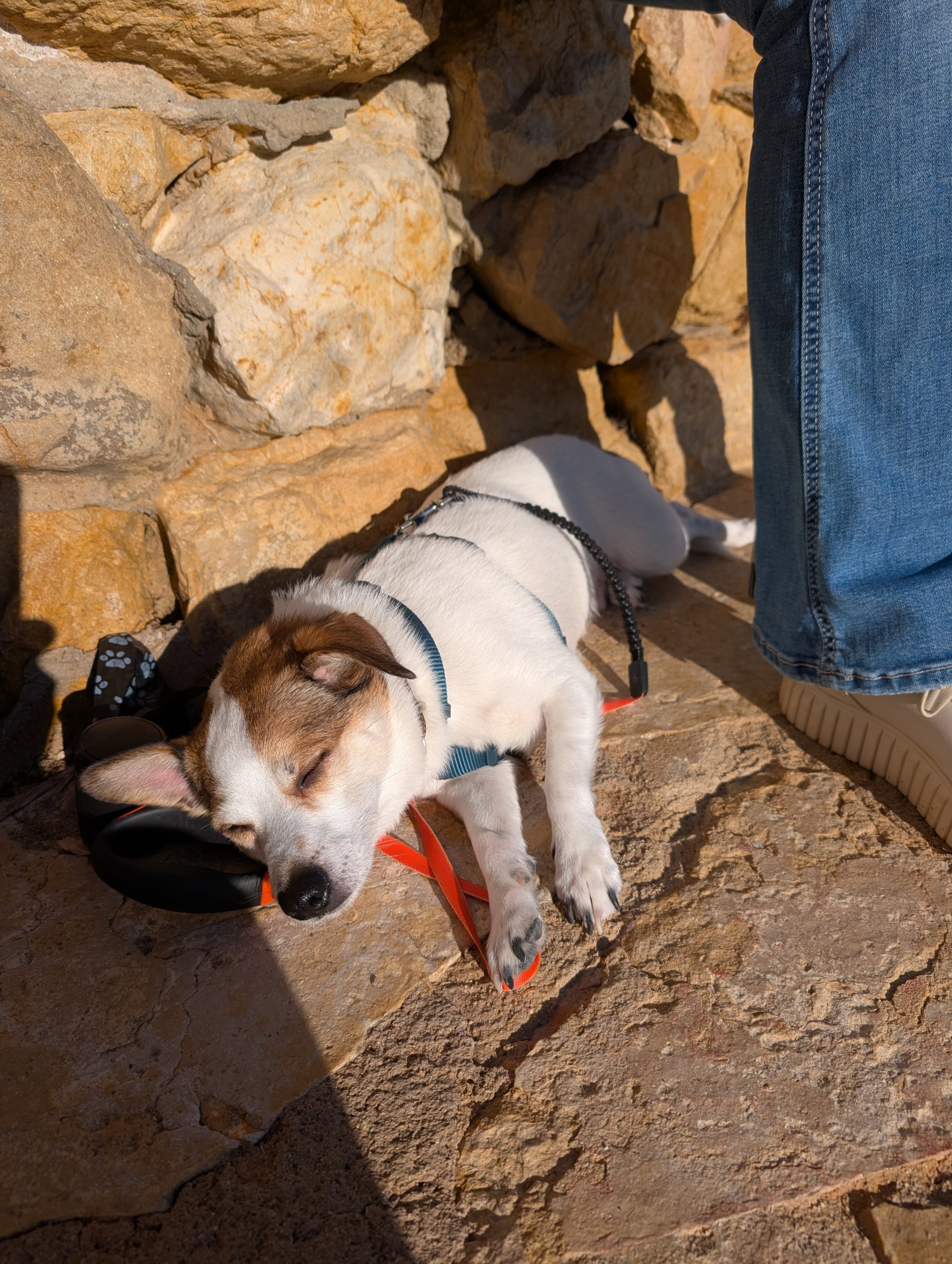 Jack Russell Tyson döst im Sand an der Cala Pepo