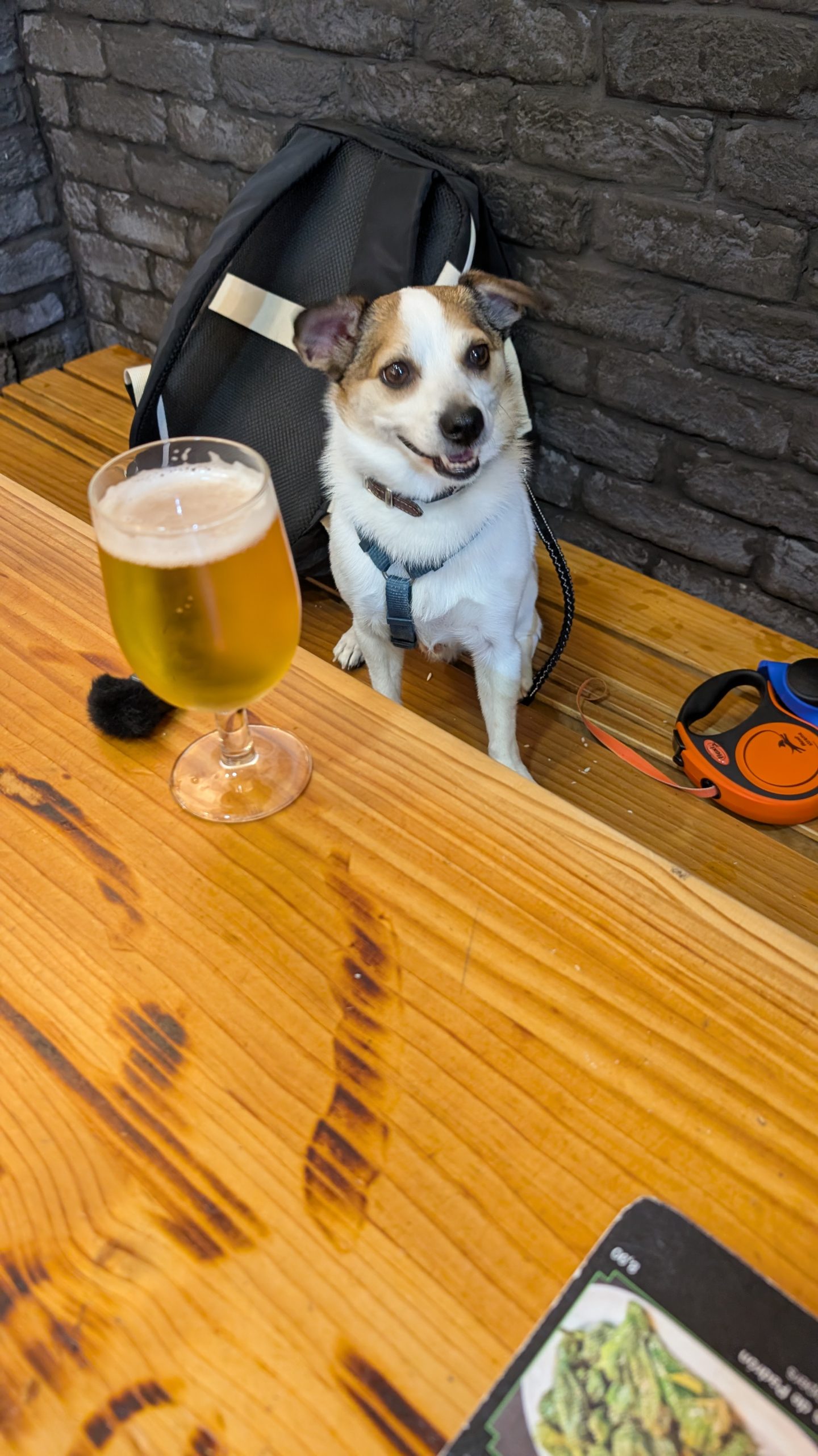 Jack Russell Tyson am Holztisch im Pintxos Aurrera, daneben ein Bier