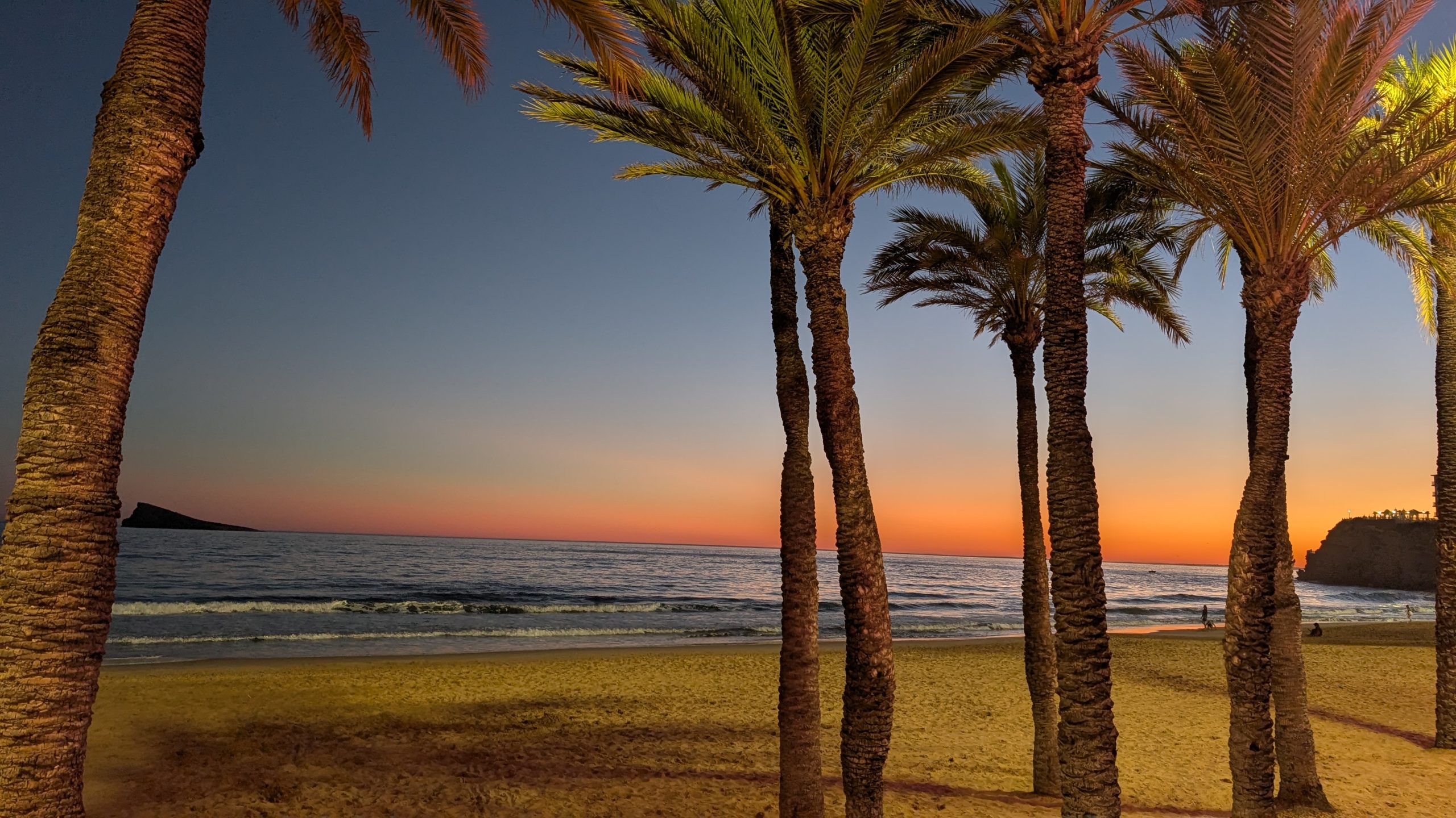 Palmen am Strand von Benidorm im Abendrot, links die Isla de Benidorm