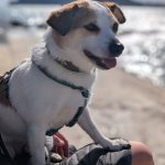 Jack Russell Tyson auf dem Schoß, im Hintergrund der Peñón d'Ifach