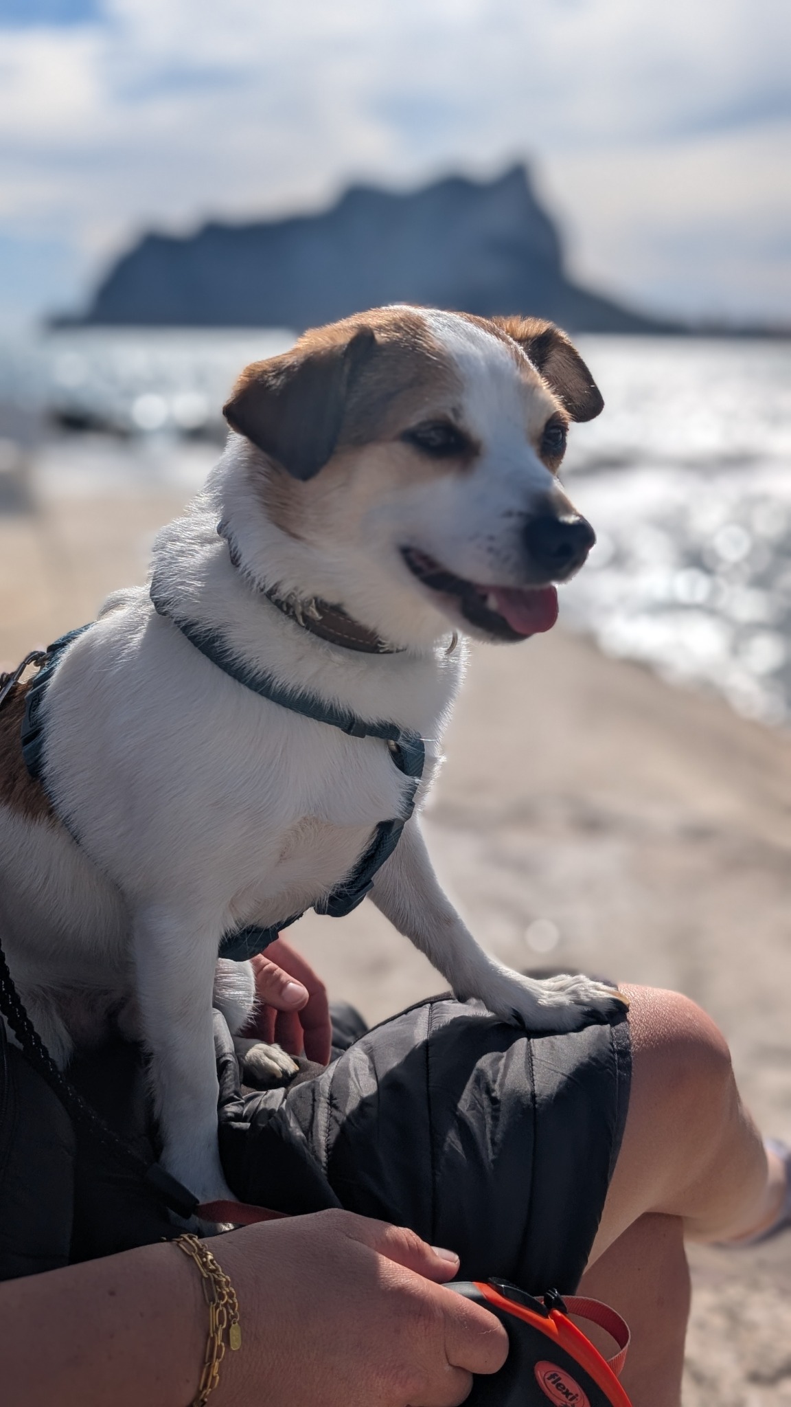 Jack Russell Tyson auf dem Schoß, im Hintergrund der Peñón d'Ifach